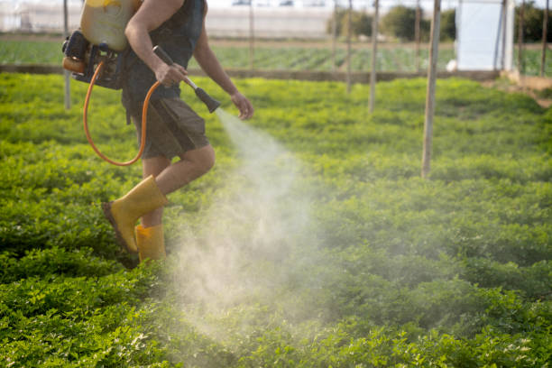 Best Best Pest Control Near Me  in Guadalupe, AZ