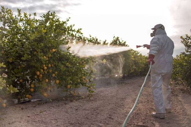 Best Wasp Removal Services  in Guadalupe, AZ