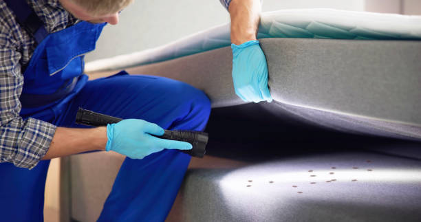 Professional Pest Control in Guadalupe, AZ