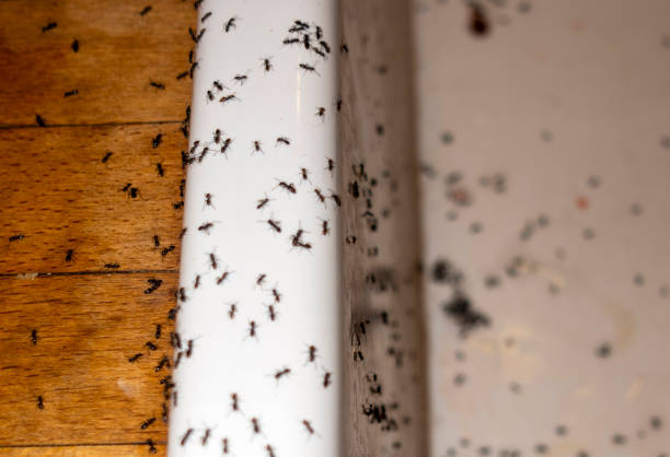 Best Local Pest Control Services  in Guadalupe, AZ
