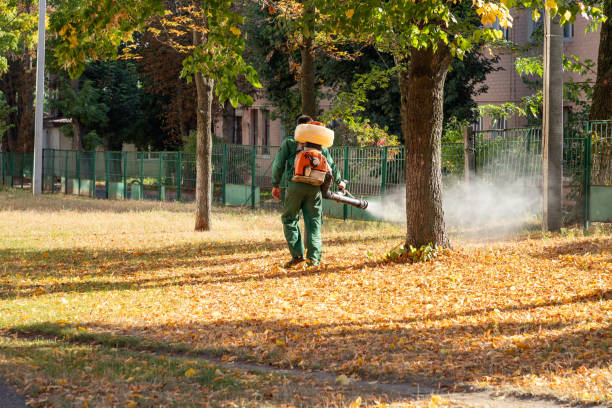 Flea Control Services in Guadalupe, AZ