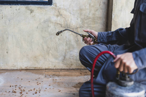 Best Flea Control Services  in Guadalupe, AZ